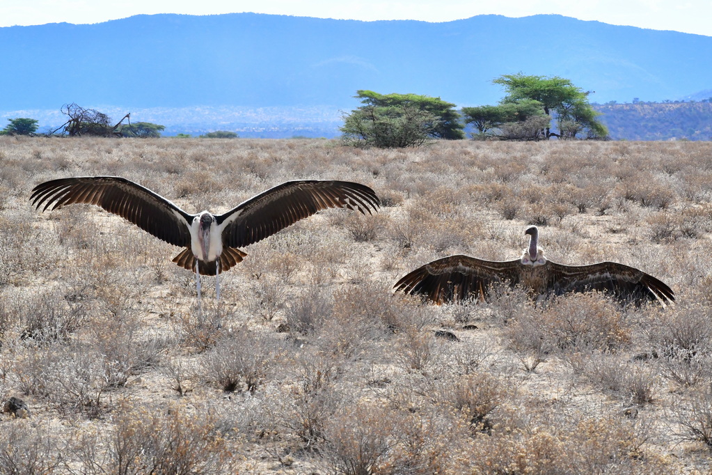 Buffalo Springs Nat. Reserve